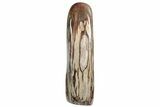 Free-Standing, Polished Petrified Wood - Madagascar #214839-2